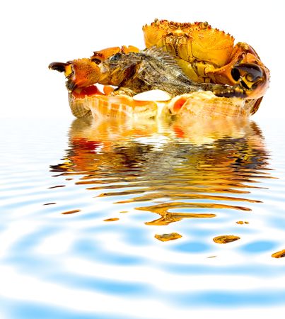 Crab with fish on the shellsの写真素材