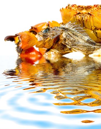 Crab with fish on the shellsの写真素材