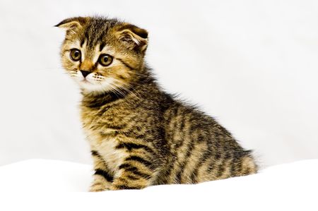 Little playful kittenの写真素材