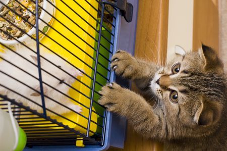 Little kitten haunting hamster in cageの写真素材