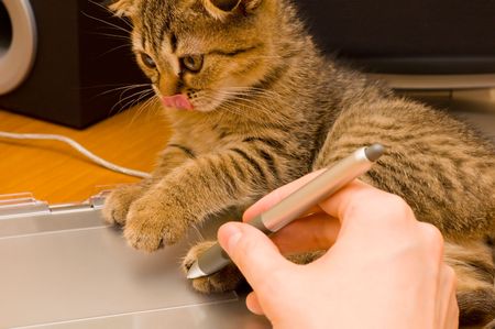 Kitten is helping to work with tabletの写真素材