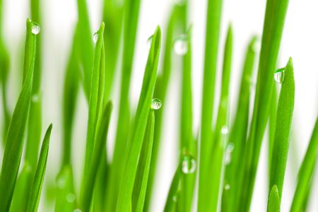 Fresh grass with dew drops isolated on whiteの写真素材