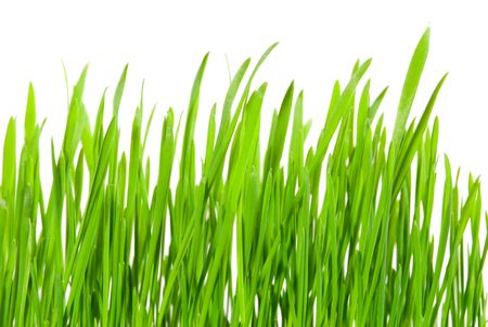 Fresh grass isolated on white backgroundの写真素材