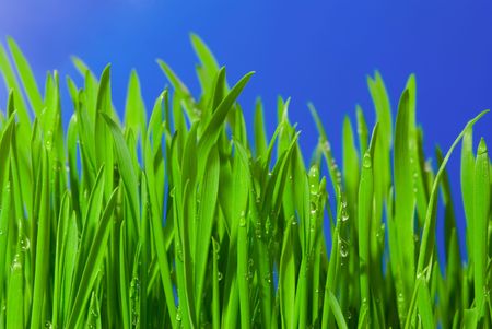Fresh grass with dew drops against blue backgroundの写真素材