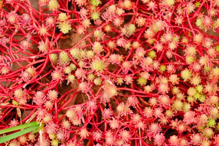 Red plant background                        の写真素材