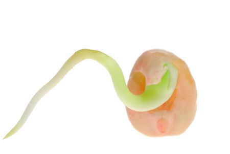 Peas sprout close-up isolated on white background                                    の写真素材