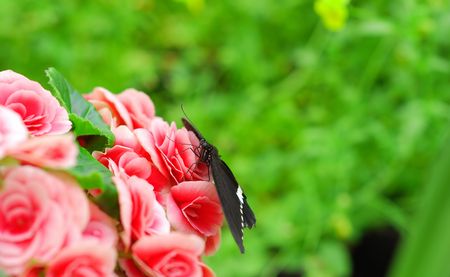 Butterfly on flower close up                                    