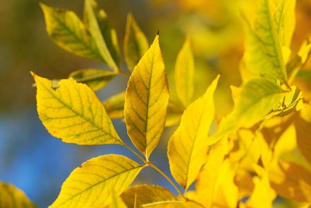  Autumn leaves against blue skyの写真素材