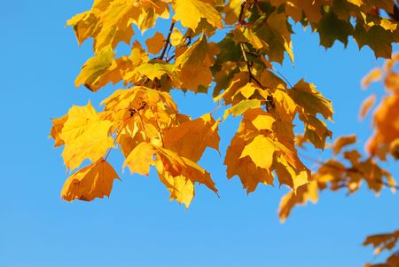  Autumn leaves against blue sky
