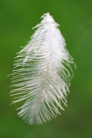 Feather against green grass background                                    