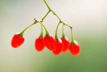 Bittersweet berries with shallow depth of fieldの写真素材
