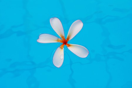 Frangipani flower in swimming poolの写真素材