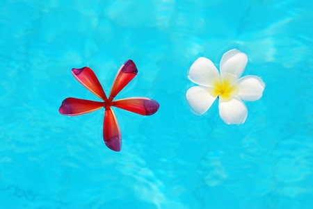 Frangipani flowers in swimming pool