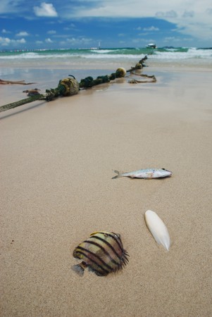 Dead fish on a tropical beachの写真素材