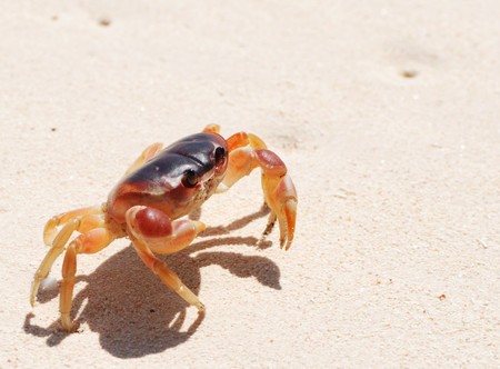 Crab on a caribbean beach in Dominican Republicの写真素材