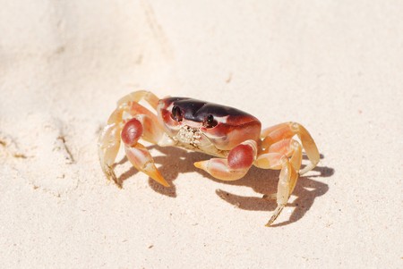 Crab on a caribbean beach in Dominican Republicの写真素材