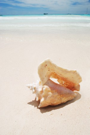 Shell on caribbean beach in Dominican Republic