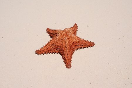 Starfish on a caribbean beach