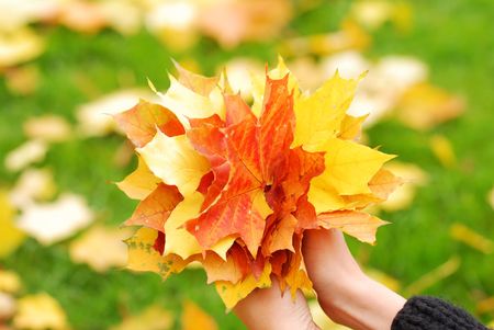 Yellow autumn maple leaves in handsの写真素材