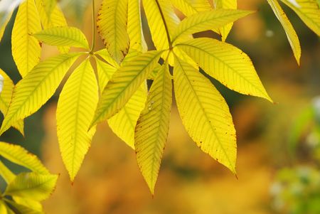 Autumn leaves background in sunlightの写真素材