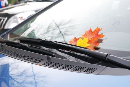 Autumn maple leaf on car windowの写真素材