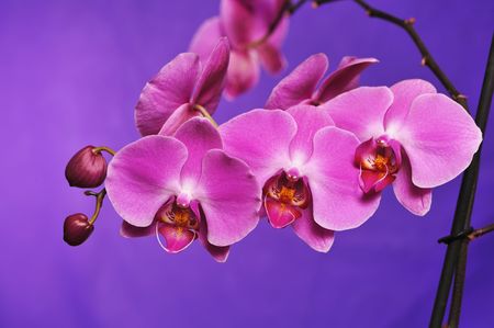 Pink Orchid flower close upの写真素材