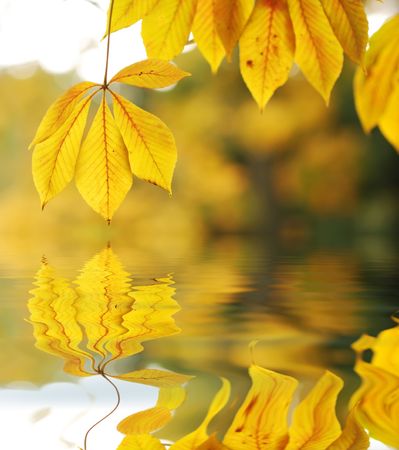 Autumn leaves background in sunlight. Reflection in water.の写真素材