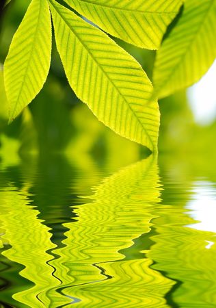 Green leaves background in sunlight. Reflection in water.の写真素材