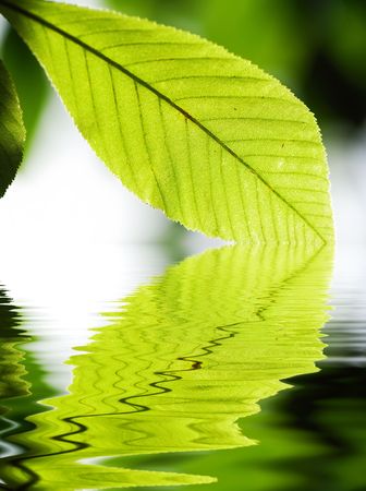 Green leaves background in sunlight. Reflection in water.の写真素材