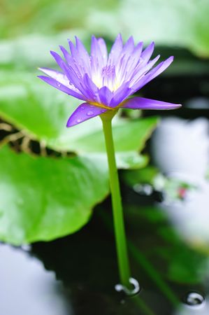 Water lily with shallow depth of fieldの写真素材