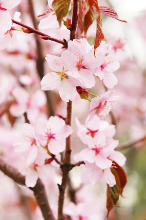 Sakura spring blossoms with shallow depth of fieldの写真素材