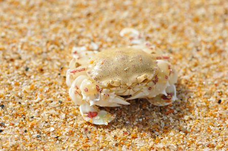 Crab on a beach in Andaman Seaの写真素材