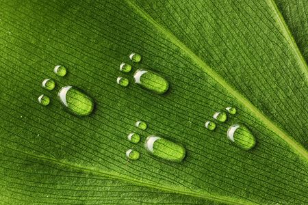 Beautiful water footprint drops on a leaf close-up