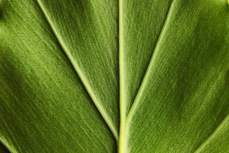 Leaf texture close up background