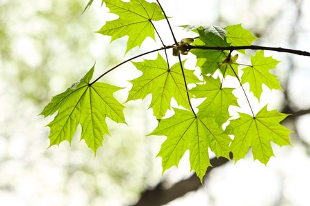 Maple leaves background in sunlight
