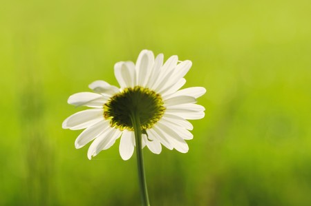 Chamomile background with shallow DOFの写真素材