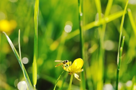 Morning grass with dew dropsの写真素材