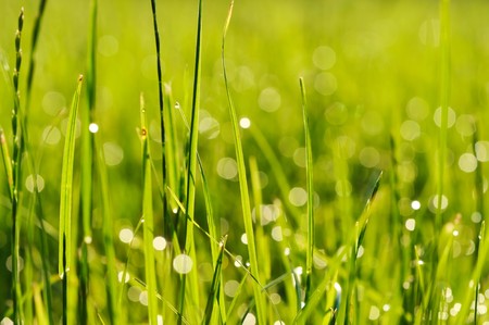 Morning grass with dew dropsの写真素材