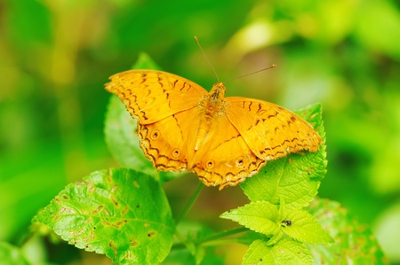Tropical butterfly on a leafの写真素材