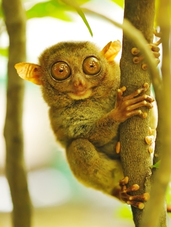 Tarsier monkey in natural environmentの写真素材