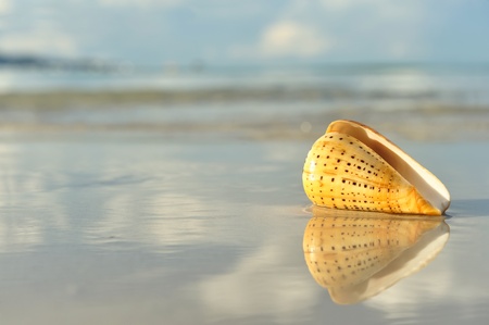 Shell on a beach with reflectionの写真素材