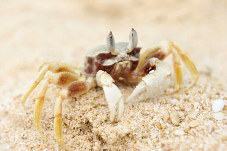 Ghost crab on a beach の写真素材