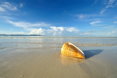 Shell on a beach with reflectionの写真素材