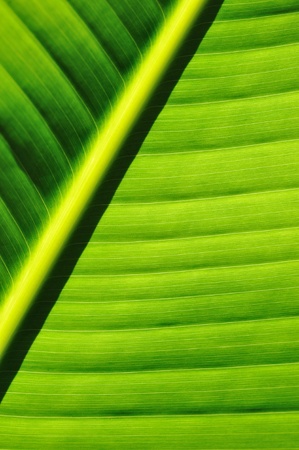Beautiful palm tree leaf background の写真素材