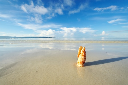 Shell on a beach at low tideの写真素材