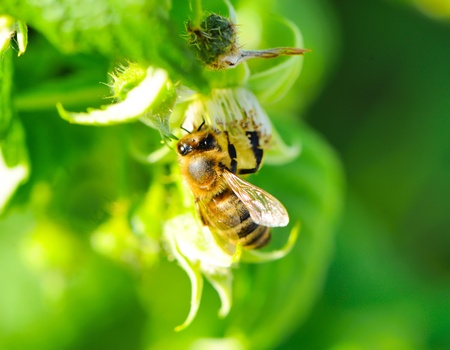 Honey bee collecting flower nectar