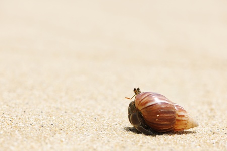 Hermit Crab on a beach in Andaman Sea