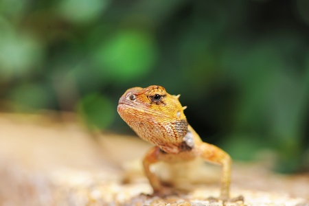 Wild lizard in Thailand close-upの写真素材