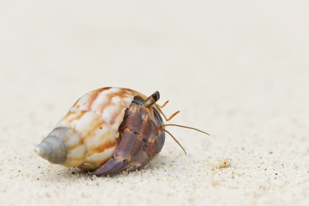 Hermit Crab on a beach in Andaman Seaの写真素材