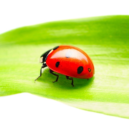 Ladybug on a leaf over whiteの写真素材